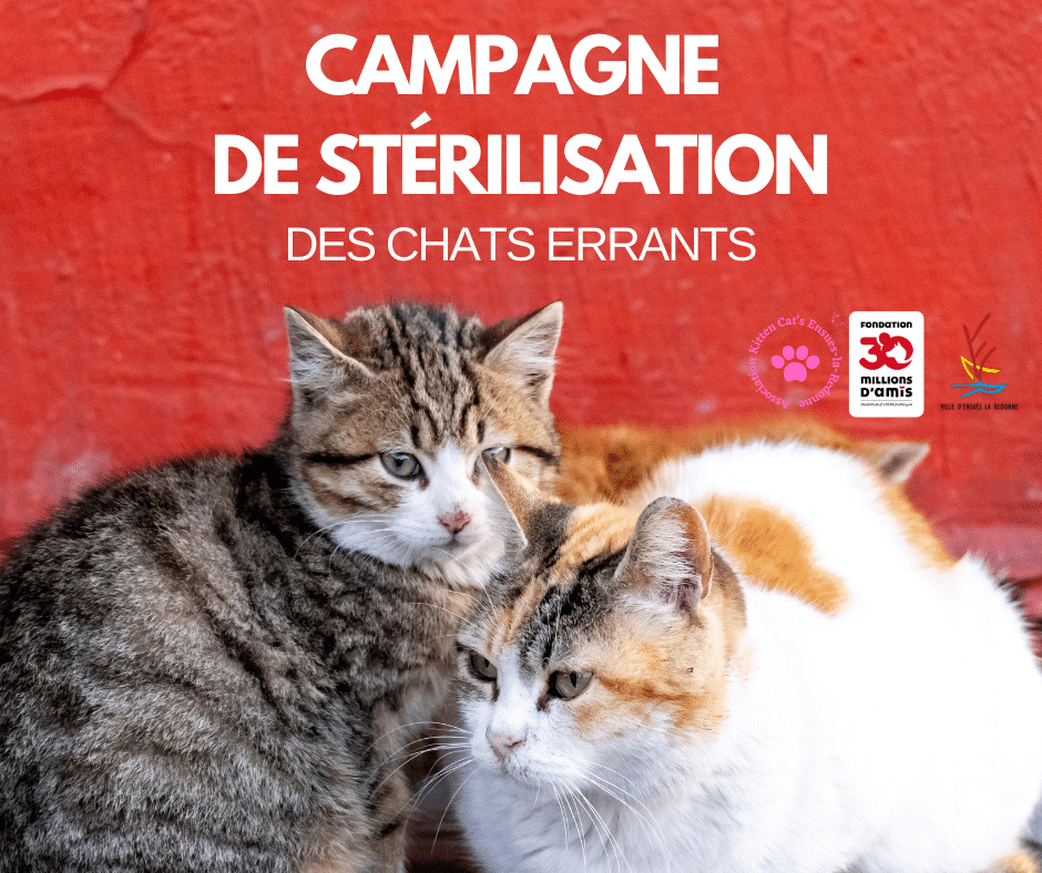 sterilisation chats errants